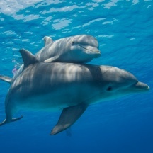 Dolphins