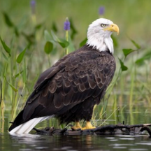 eagle