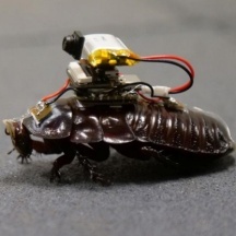 paramedic-cockroach