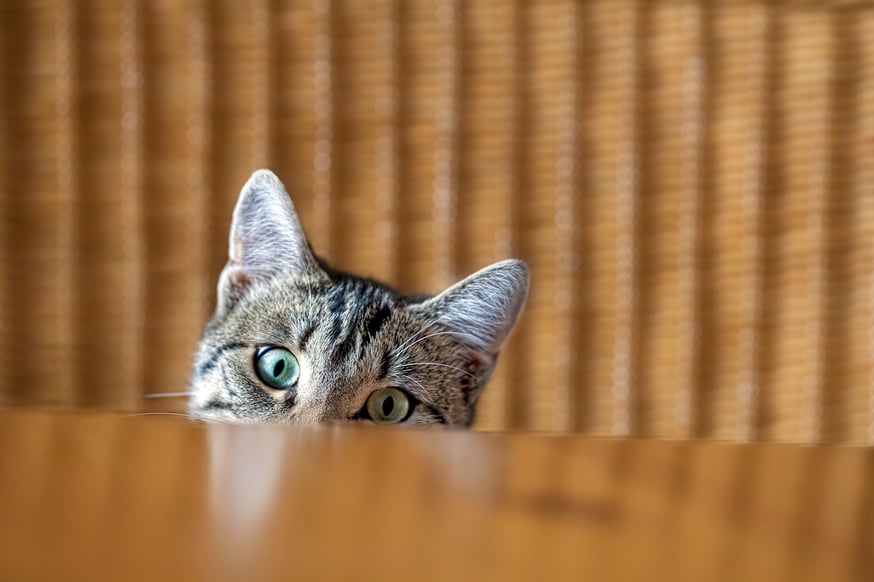 Curious Cat.jpg