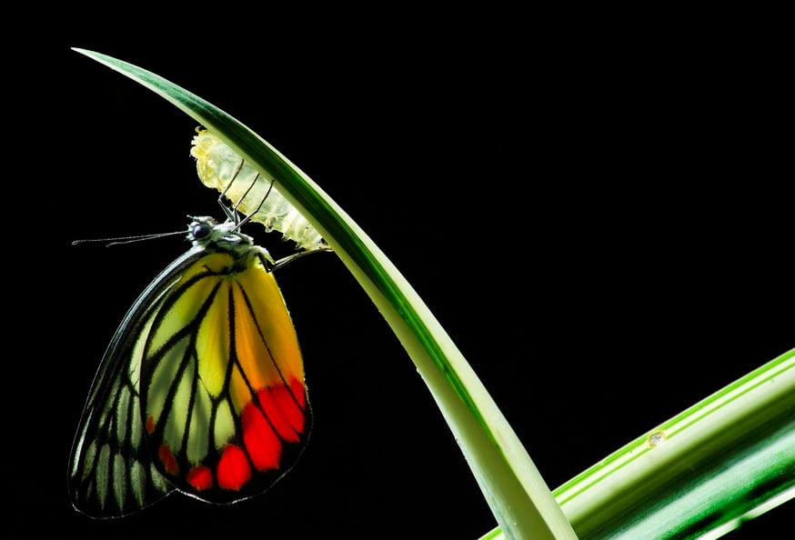 IT purpose is to facilitate change chrysalis